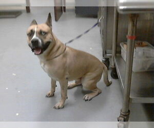 German Shepherd Dog-Unknown Mix Dogs for adoption in Fayetteville, NC, USA