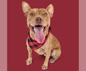 American Pit Bull Terrier Dogs for adoption in Bakersfield, CA, USA