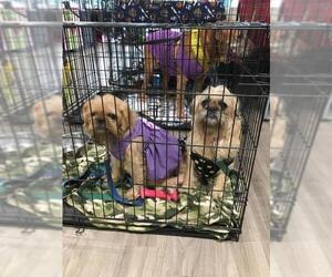 Brussels Griffon Dogs for adoption in Pensacola, FL, USA