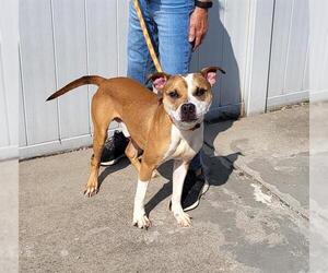 American Pit Bull Terrier Dogs for adoption in Louisville, KY, USA