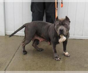 American Bulldog Dogs for adoption in Louisville, KY, USA