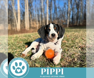 Beagle-Unknown Mix Dogs for adoption in Kimberton, PA, USA