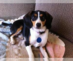 Beagle-Unknown Mix Dogs for adoption in Rochester, MN, USA