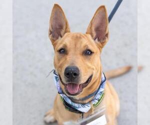 Labrador Retriever-Unknown Mix Dogs for adoption in San Diego, CA, USA