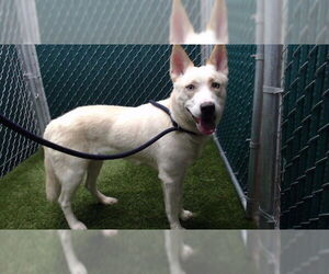 Siberian Husky Dogs for adoption in Downey, CA, USA