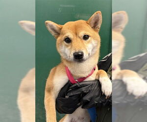 Shiba Inu-Unknown Mix Dogs for adoption in Woodland, CA, USA