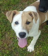 Bulloxer Dogs for adoption in Brownsboro, AL, USA