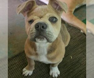 French Bulldog-Unknown Mix Dogs for adoption in Austin, TX, USA