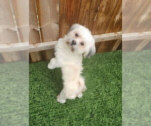 Mal-Shi Dogs for adoption in Oakhurst, NJ, USA