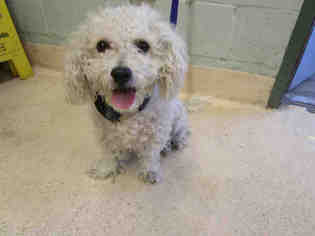 Poodle (Toy) Dogs for adoption in Rancho Cucamonga, CA, USA