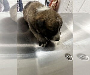 German Shepherd Dog-Unknown Mix Dogs for adoption in San Bernardino, CA, USA