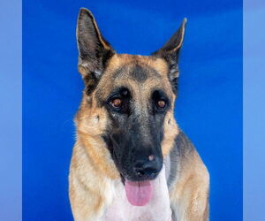 German Shepherd Dog Dogs for adoption in Pasadena, CA, USA