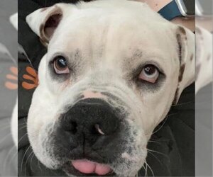 American Bulldog Dogs for adoption in St Paul, MN, USA
