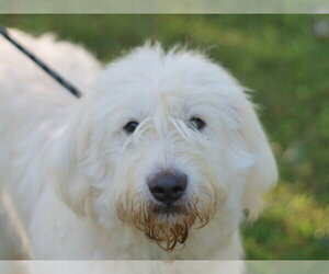 Pyredoodle Dogs for adoption in Cookeville, TN, USA