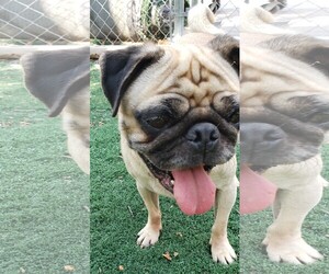 Pug Dogs for adoption in Temple, GA, USA
