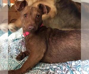 Dachshund Dogs for adoption in Newport Beach, CA, USA