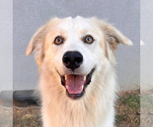 Anatolian Shepherd-Unknown Mix Dogs for adoption in Canton, CT, USA