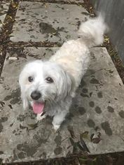 Havanese Dogs for adoption in West Hollywood, CA, USA