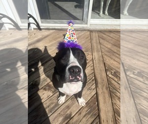 Mutt Dogs for adoption in Coralville, IA, USA