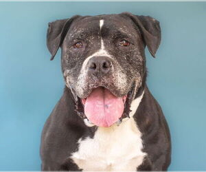 American Pit Bull Terrier Dogs for adoption in Pasadena, CA, USA