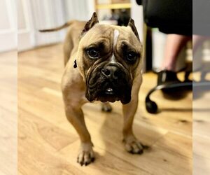 Bulldog-Unknown Mix Dogs for adoption in Spring Lake, NC, USA
