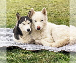 Siberian Husky-Unknown Mix Dogs for adoption in Unionville, PA, USA