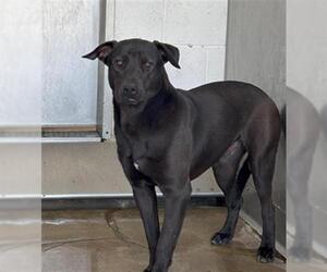 American Pit Bull Terrier-Labrador Retriever Mix Dogs for adoption in San Bernardino, CA, USA