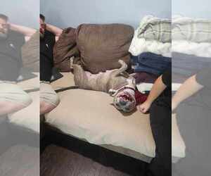 American Staffordshire Terrier-Unknown Mix Dogs for adoption in Wenonah, NJ, USA