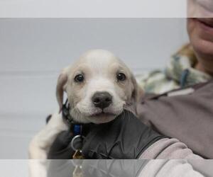 Labrador Retriever-Unknown Mix Dogs for adoption in Mountain Home, AR, USA