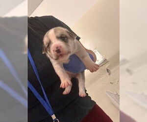 Staffordshire Bull Terrier-Unknown Mix Dogs for adoption in Houston, TX, USA