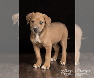 Aussie Pyrenees Dogs for adoption in Claremore, OK, USA