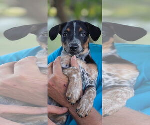 Mutt Dogs for adoption in Fenton, MO, USA