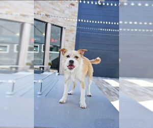 Mutt Dogs for adoption in Sandy, UT, USA