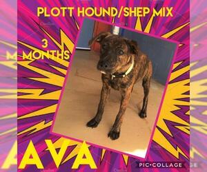 Plott Hound-Unknown Mix Dogs for adoption in Franklinton, LA, USA