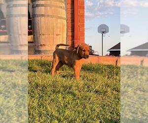 German Shepherd Dog-Texas Heeler Mix Dogs for adoption in Oakdale, CA, USA