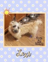 Cairn Terrier Dogs for adoption in Great Bend, KS, USA