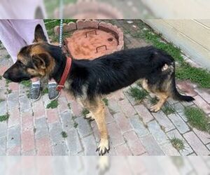 German Shepherd Dog Dogs for adoption in Montgomery, AL, USA