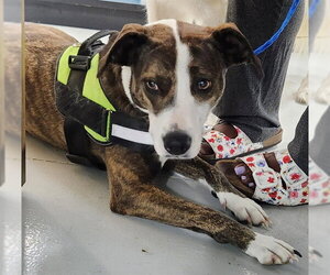 Catahoula Leopard Dog-Unknown Mix Dogs for adoption in Temple, TX, USA