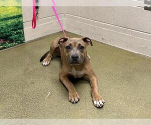 American Pit Bull Terrier-Unknown Mix Dogs for adoption in Moreno Valley, CA, USA