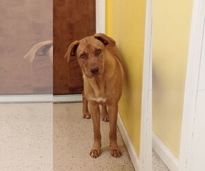 Shepradors Dogs for adoption in York, SC, USA