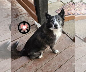 Pomsky Dogs for adoption in Lebanon, PA, USA