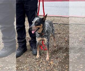 Mutt Dogs for adoption in Riverside, CA, USA