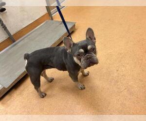 French Bulldog Dogs for adoption in Martinez, CA, USA