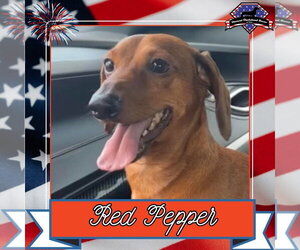 Dachshund Dogs for adoption in San Antonio, TX, USA