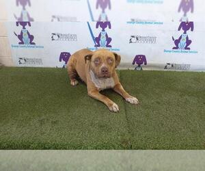 American Pit Bull Terrier Dogs for adoption in Orlando, FL, USA