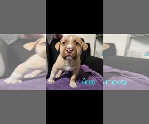 American Bulldog-Unknown Mix Dogs for adoption in Brooksville, FL, USA