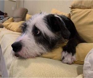 Irish Wolfhound-Unknown Mix Dogs for adoption in Fort Lauderdale, FL, USA