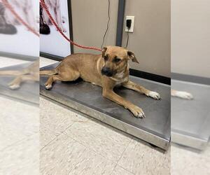 American Pit Bull Terrier-Unknown Mix Dogs for adoption in Conroe, TX, USA