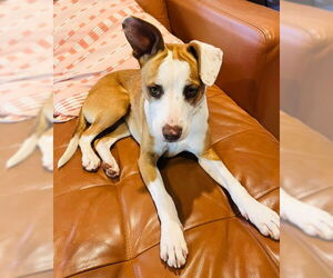 Basenji-Chihuahua Mix Dogs for adoption in San Diego, CA, USA