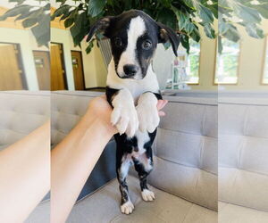 Collie Dogs for adoption in Winter, WI, USA